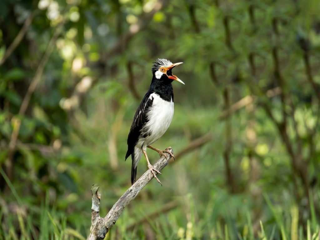 JALAK SUREN