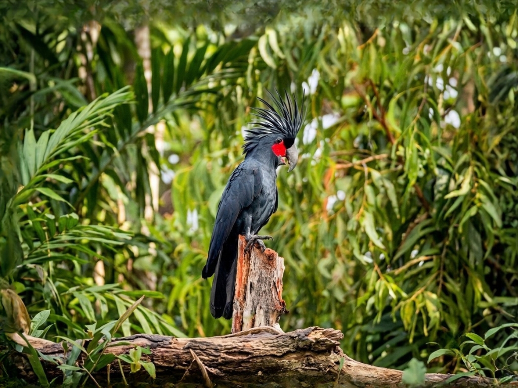 KAKATUA RAJA