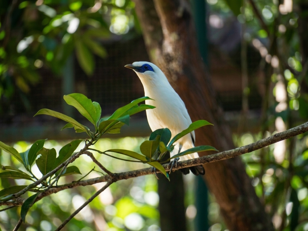 JALAK BALI
