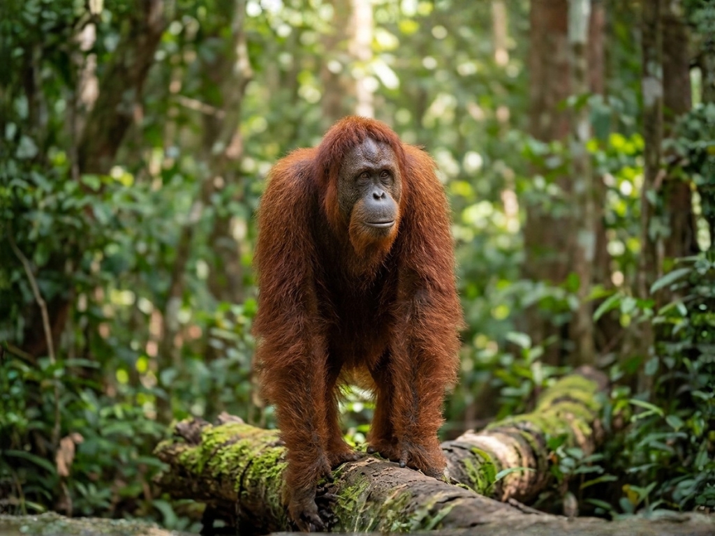 ORANG UTAN